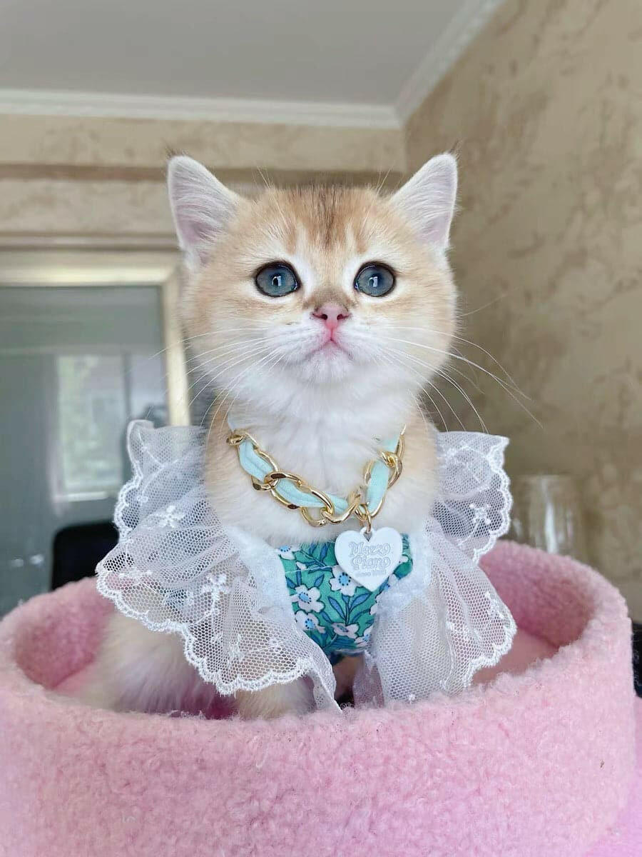 Floral Lace Summer Dress for Dogs - Fairy Style Pet Clothing | Perfect for Outdoor Adventures & Photo Shoots