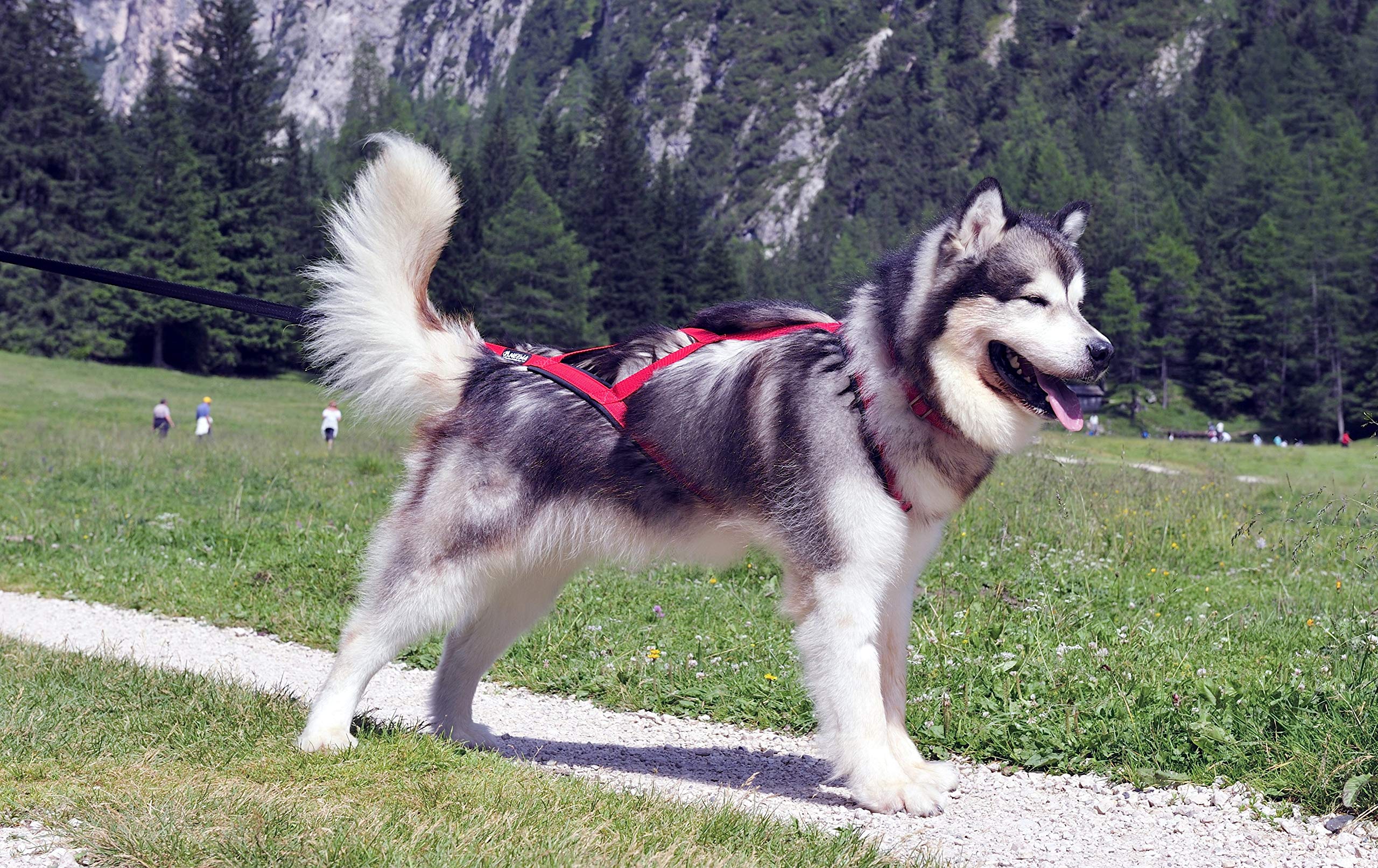 Neewa Sled Pro Harness (Small, Red) - Durable X-Back Dog Pulling Harness for Huskies & Active Dogs | Perfect for Dog Sledding, Canicross, Bikejoring, Skijoring & Outdoor Adventures | Comfortable Mushing Harness for Training & Exercise