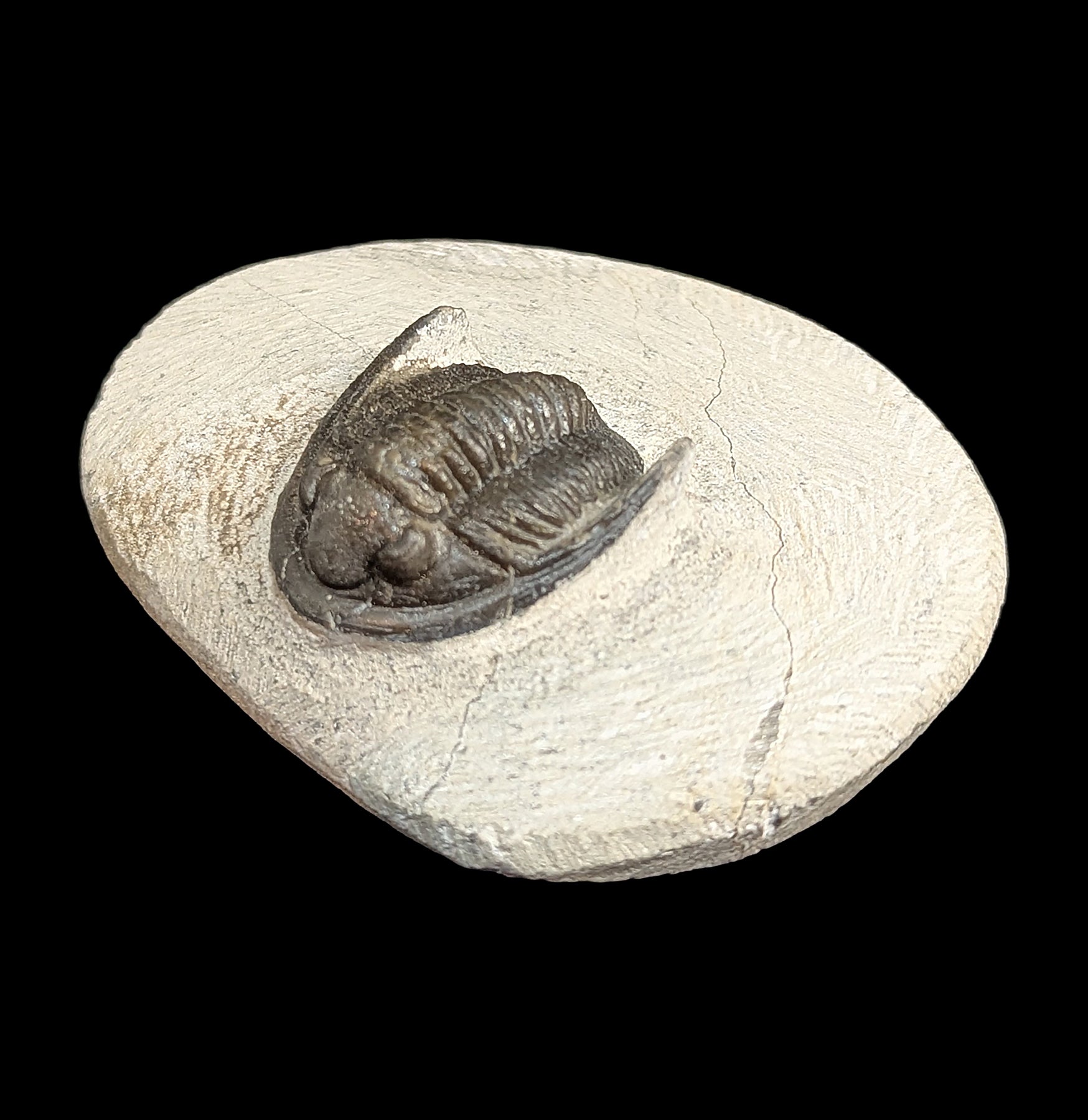 Hollardops Trilobite Fossil in Matrix - Authentic Prehistoric Specimen for Collectors, Education & Home Decor