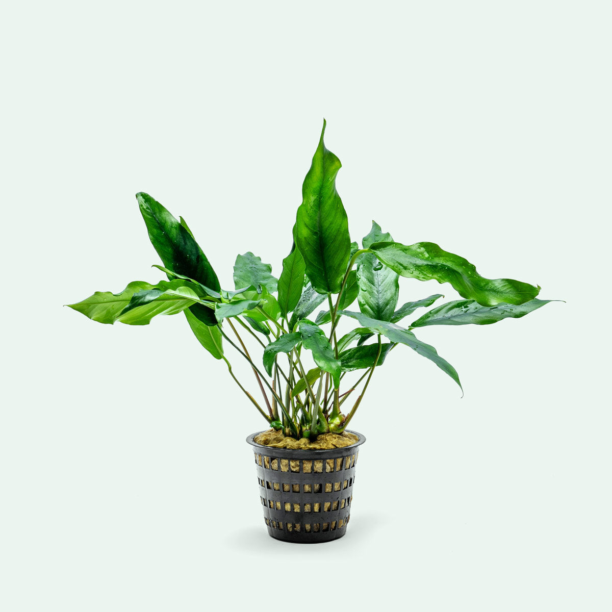 Anubias Minima Mother Plant - Live Aquatic Plant for Aquariums & Fish Tanks | Perfect for Aquascaping, Low Light Tanks & Shrimp Habitats