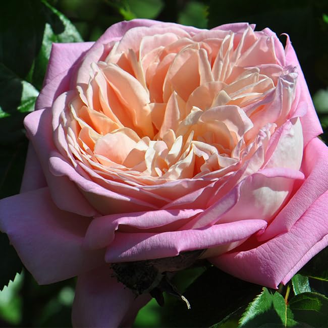 Amazing Grace™ Pink Rose Bush - Heirloom Roses Live Shrub Plant for Outdoor Gardens, Landscaping & Backyard Planting | Perfect for Borders, Hedges & Romantic Garden Decor