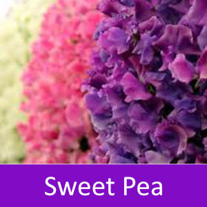 Sweet Pea Fragrance Oil - 100% Pure Essential Oil for Aromatherapy, Candles, Soaps & Diffusers | Relaxing Floral Scent for Home Spa, Yoga & Massage