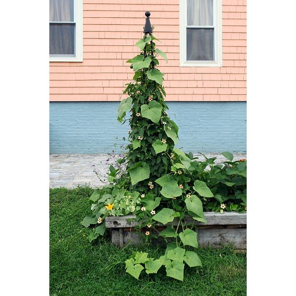 Achla Designs Obelisk Garden Trellis - Obl 01 & Obl 02 - Metal Plant Support for Climbing Flowers, Vines, and Vegetables | Perfect for Outdoor Gardens, Patios, and Backyard Landscaping
