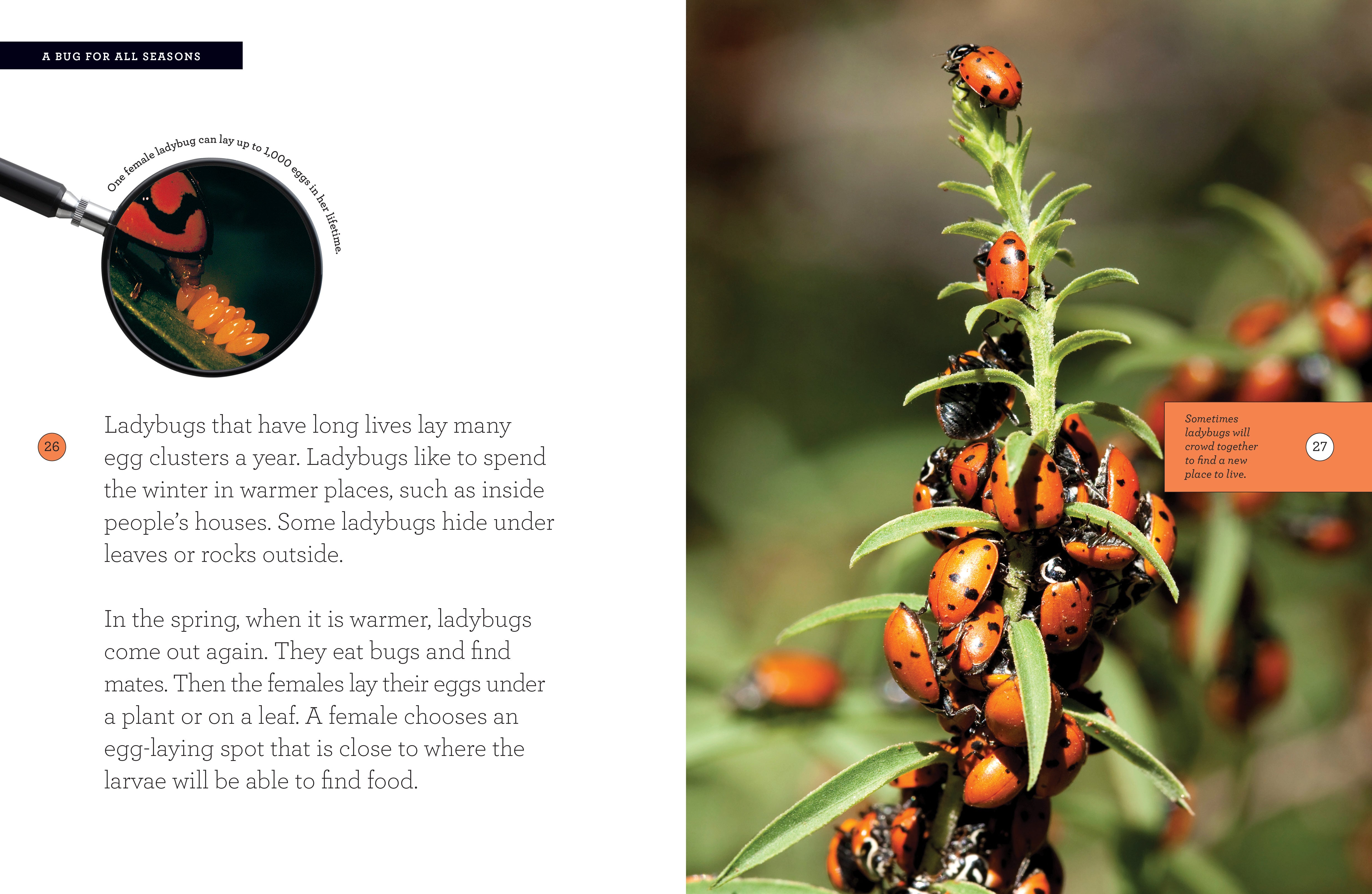 Ladybug Book 978-1-60818-217-6 | Children's Educational Nature Book for Kids | Perfect for Classroom Learning & Bedtime Stories