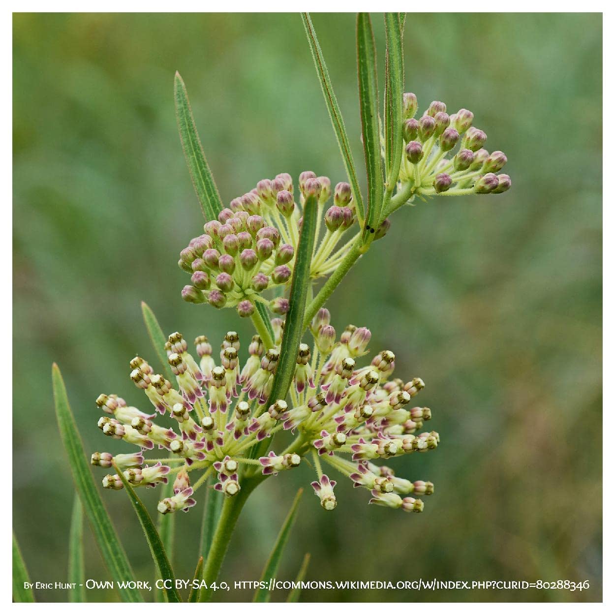 Everwilde Farms - 20 Tall Green Milkweed Native Wildflower Seeds for Monarch Butterflies - Gold Vault Seed Packet - Perfect for Pollinator Gardens & Wildlife Habitats
