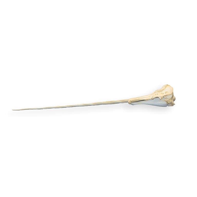 Replica Narwhal Skull - Lifelike Museum-Quality Narwhal Whale Skull Decor for Home, Office & Marine Biology Enthusiasts - Perfect for Coastal Themed Decor, Educational Displays & Unique Gift Ideas