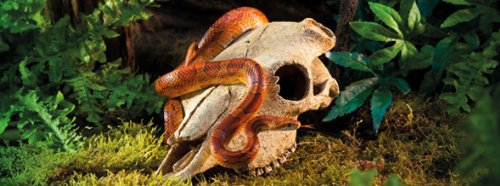 Exo Terra Buffalo Skull Terrarium Decor - Realistic Reptile Habitat Accessory for Bearded Dragons, Snakes & Lizards | Perfect for Desert-Themed Vivarium & Naturalistic Terrarium Setups