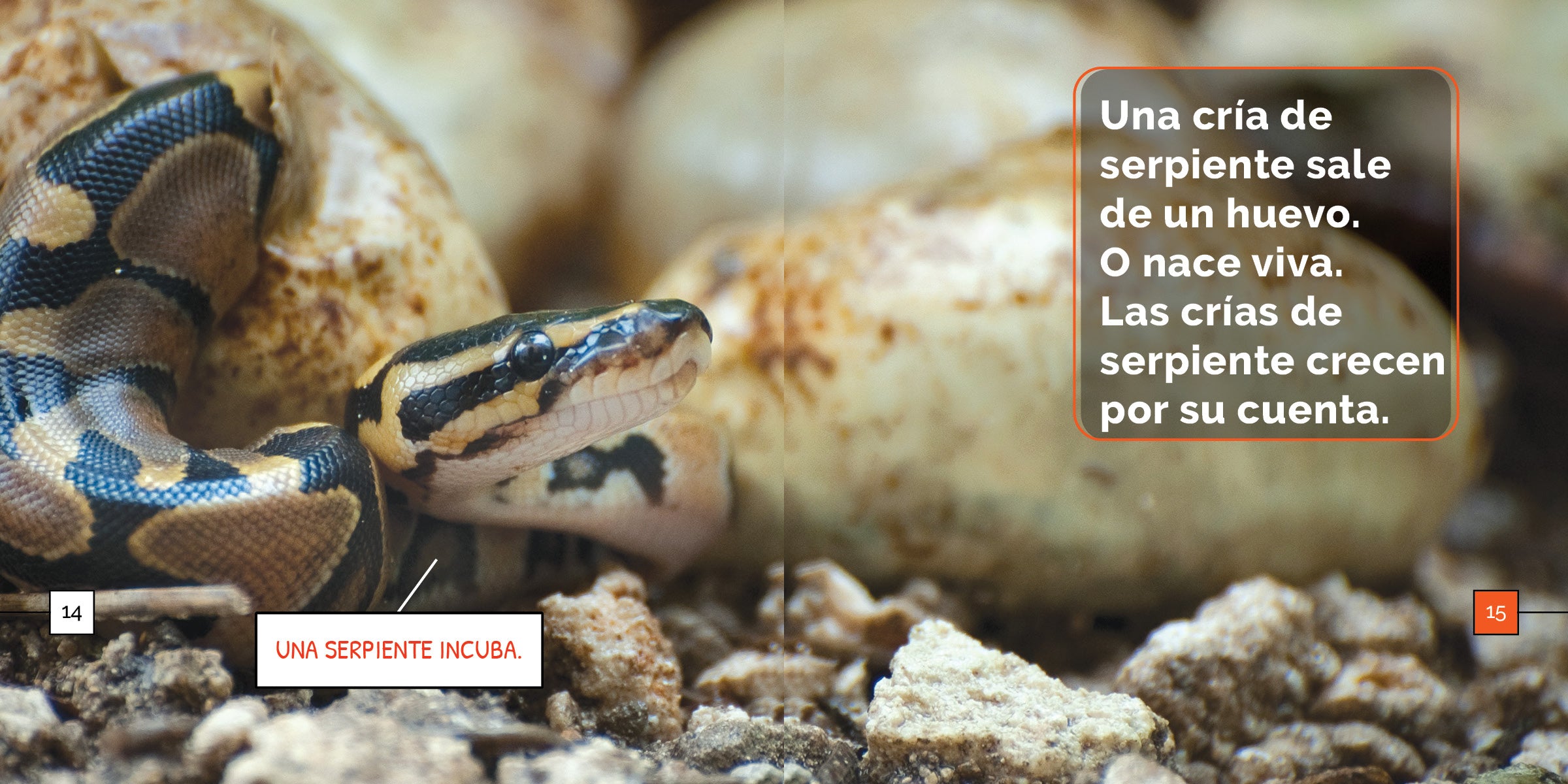Las Serpientes Book - 9798889891031 - Perfect for Reptile Lovers & Spanish Language Learning | Great for Classroom, Library & Gift Giving