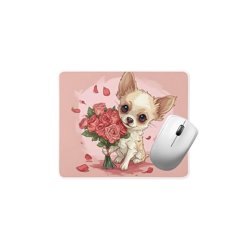 Cute Chihuahua
