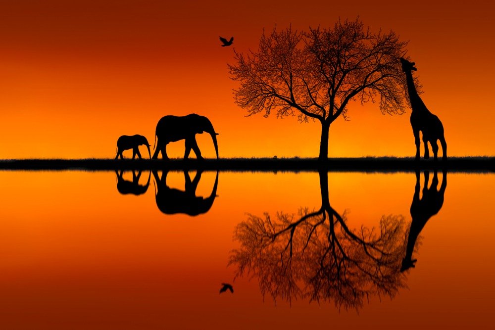 Signed Safari Sunset Art Print - Elephant & Giraffe Silhouette Wall Decor Poster (24x36) for Living Room, Bedroom & Office