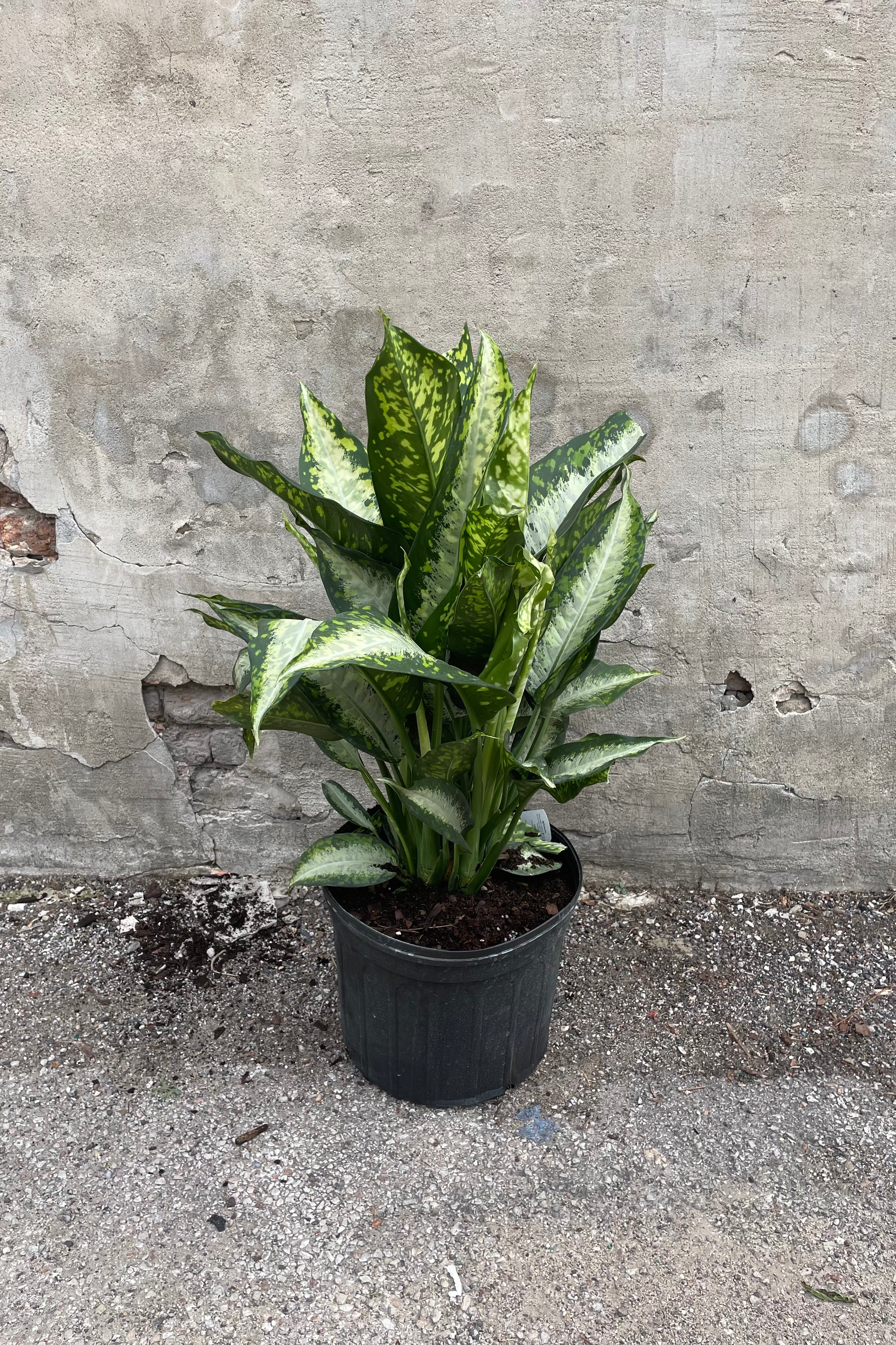 Dieffenbachia 'Panther' 14