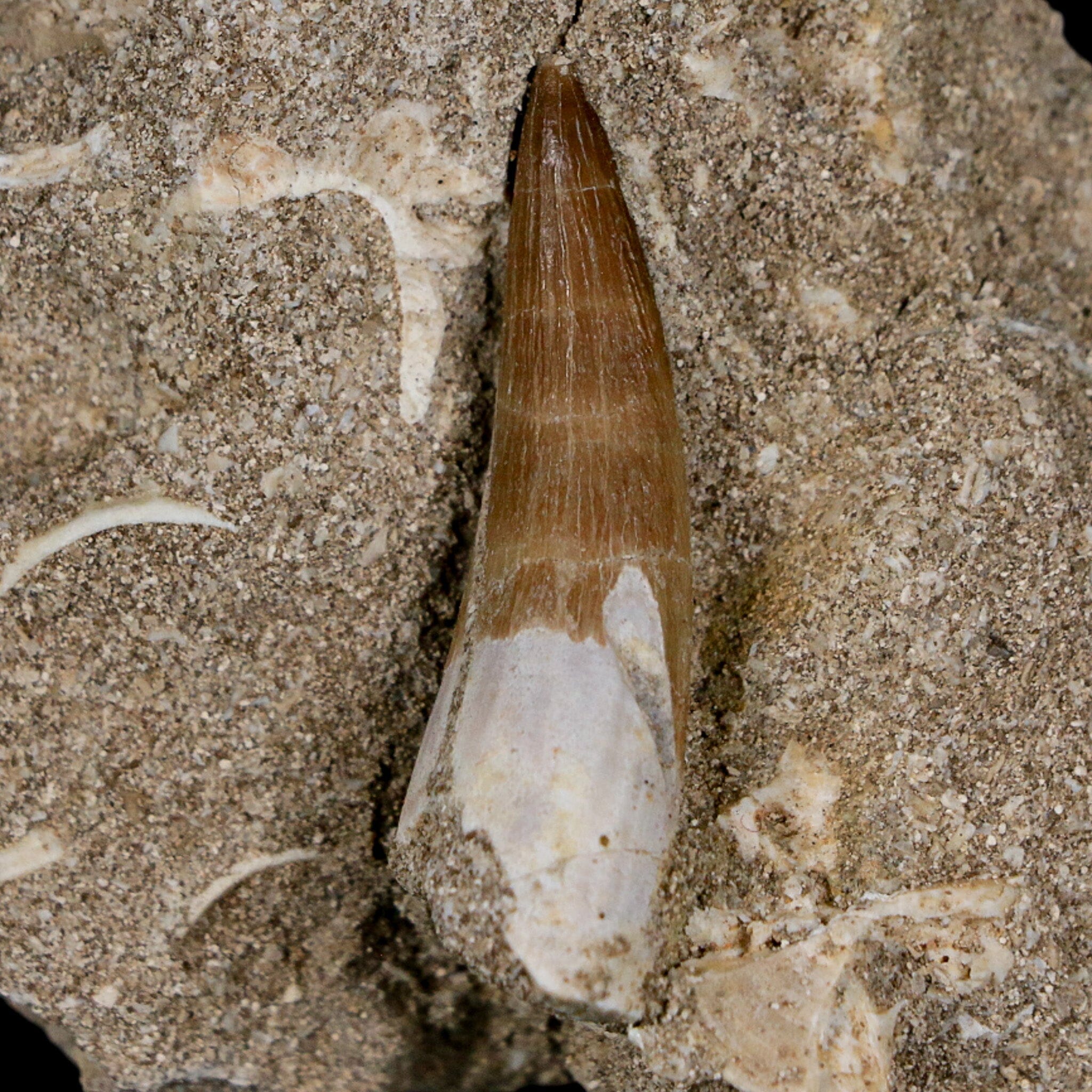 1.5