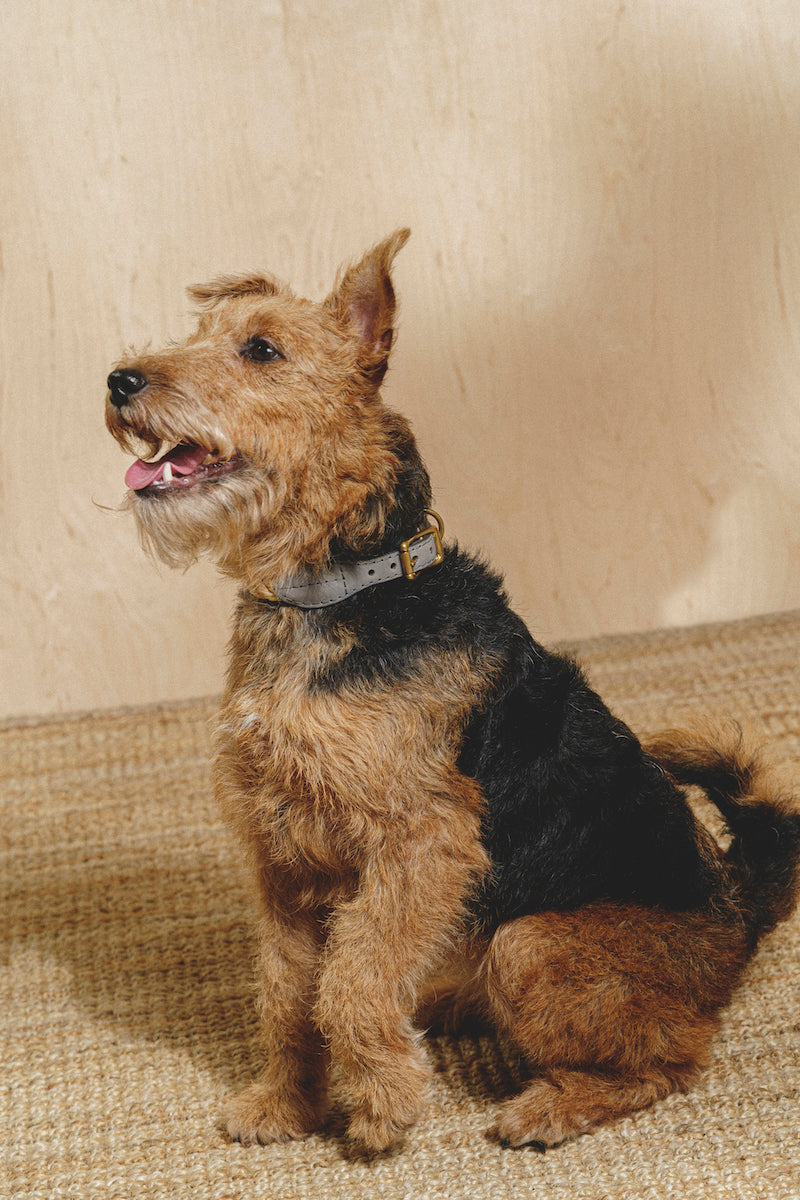 Premium Dog Collar with Pony Graphite Design - Durable & Stylish Pet Accessory for Walking, Training, and Outdoor Adventures