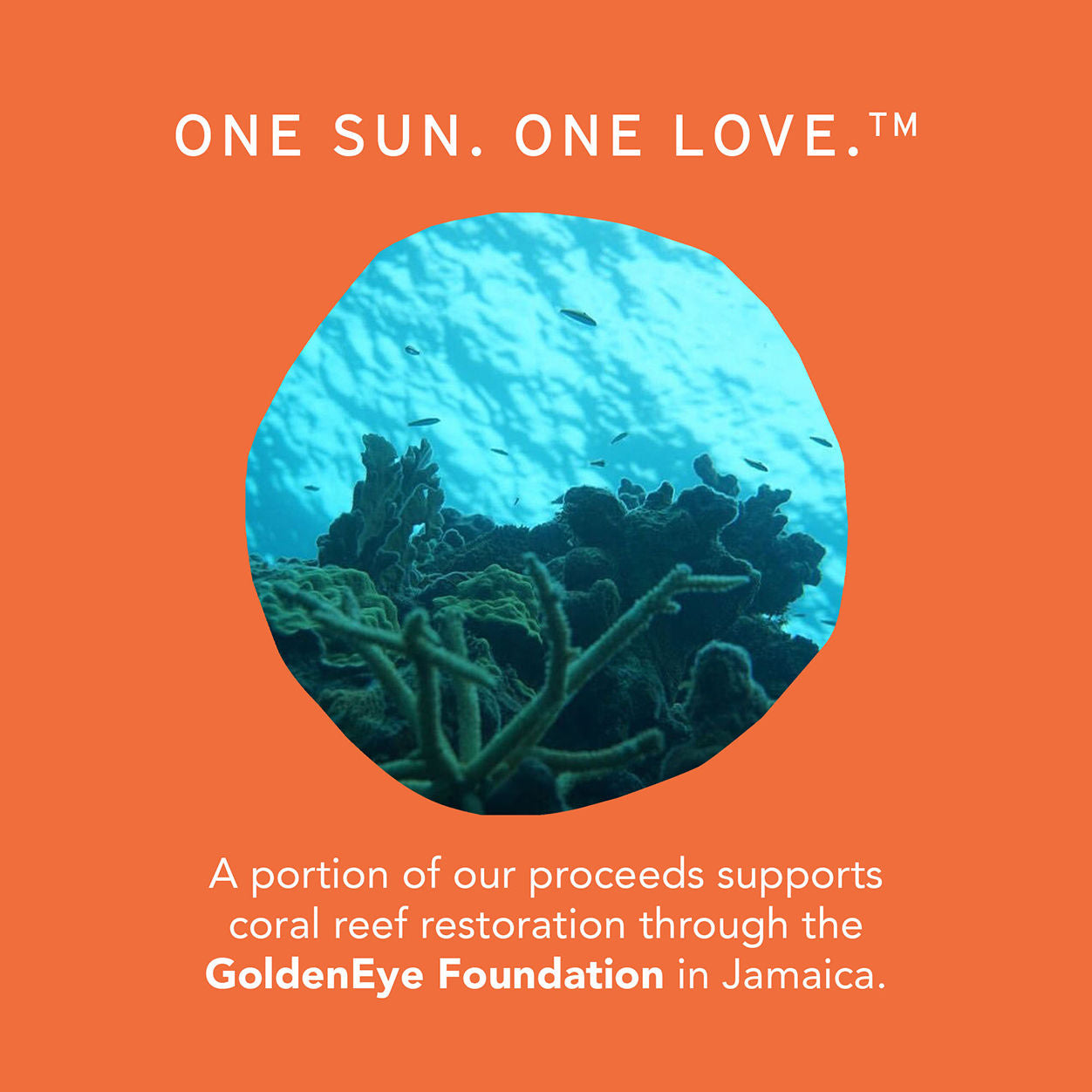 Clean Conscious Antioxidant Sunscreen Mist SPF 50 - Broad Spectrum UVA/UVB Protection, Water-Resistant, Reef-Safe, Lightweight Spray for Face & Body - Perfect for Beach, Pool & Outdoor Activities
