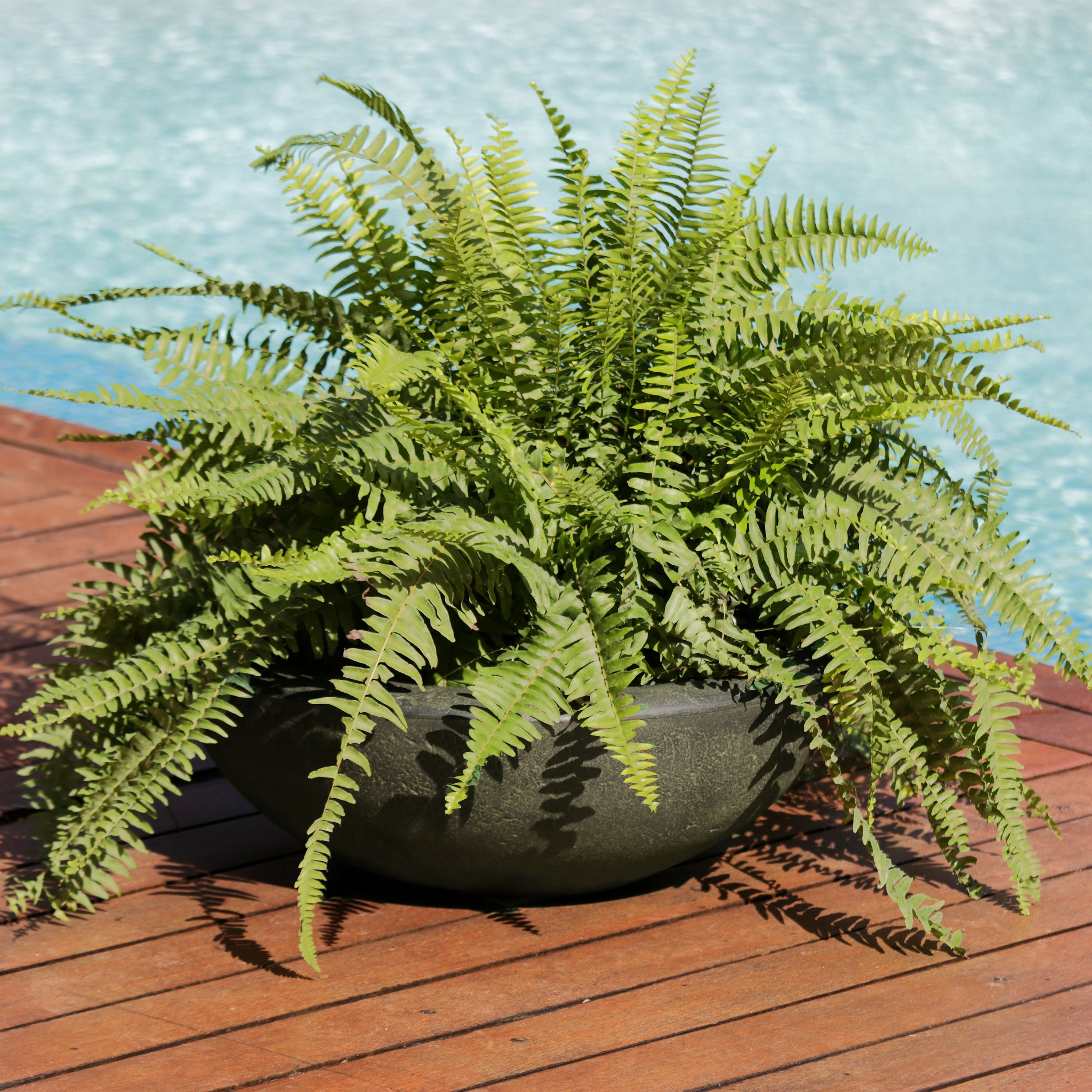 20.75 Inch Sunnydaze Percival Polyresin Outdoor Planter Bowl - Durable Garden Decor for Patio, Porch & Backyard Landscaping