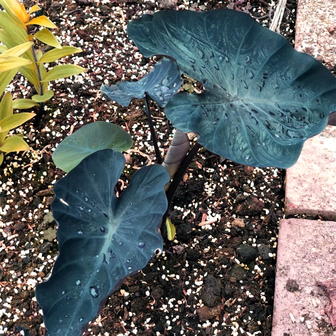 Black Elephant Ear Bulbs for Planting - Easy to Grow Perennial Garden Plants, Perfect for Pots & Landscaping - Set of 4 (Great Gift for Gardeners) - Ideal for Tropical Gardens, Patio Decor, and Backyard Landscaping