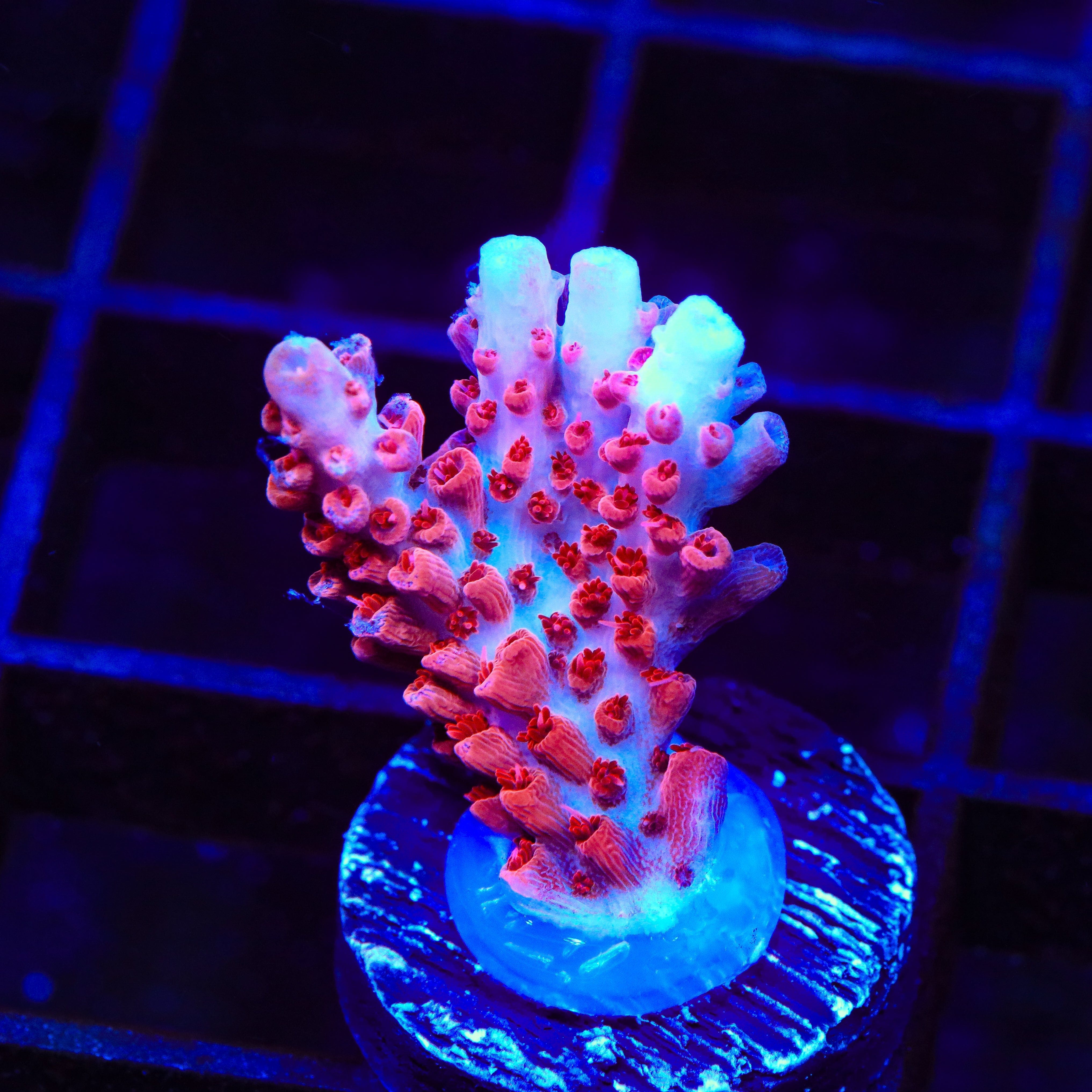 Premium CB Maleficent Acropora Coral for Saltwater Aquariums - Vibrant Purple SPS Coral for Reef Tanks & Marine Displays