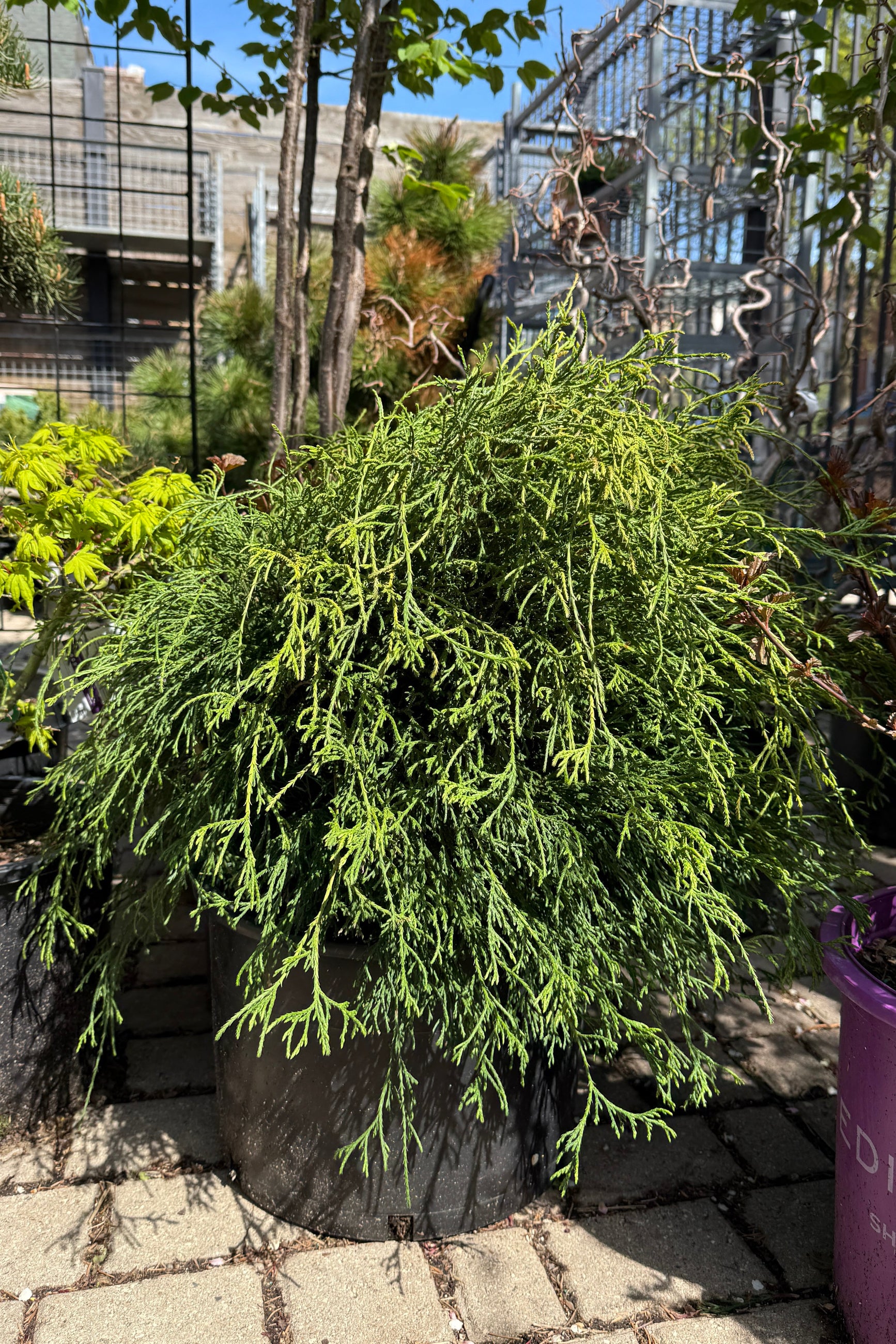 Chamaecyparis pisifera 'Filifera' Golden Threadleaf False Cypress - Live Plant in #6 Pot for Landscaping, Privacy Hedges & Zen Gardens