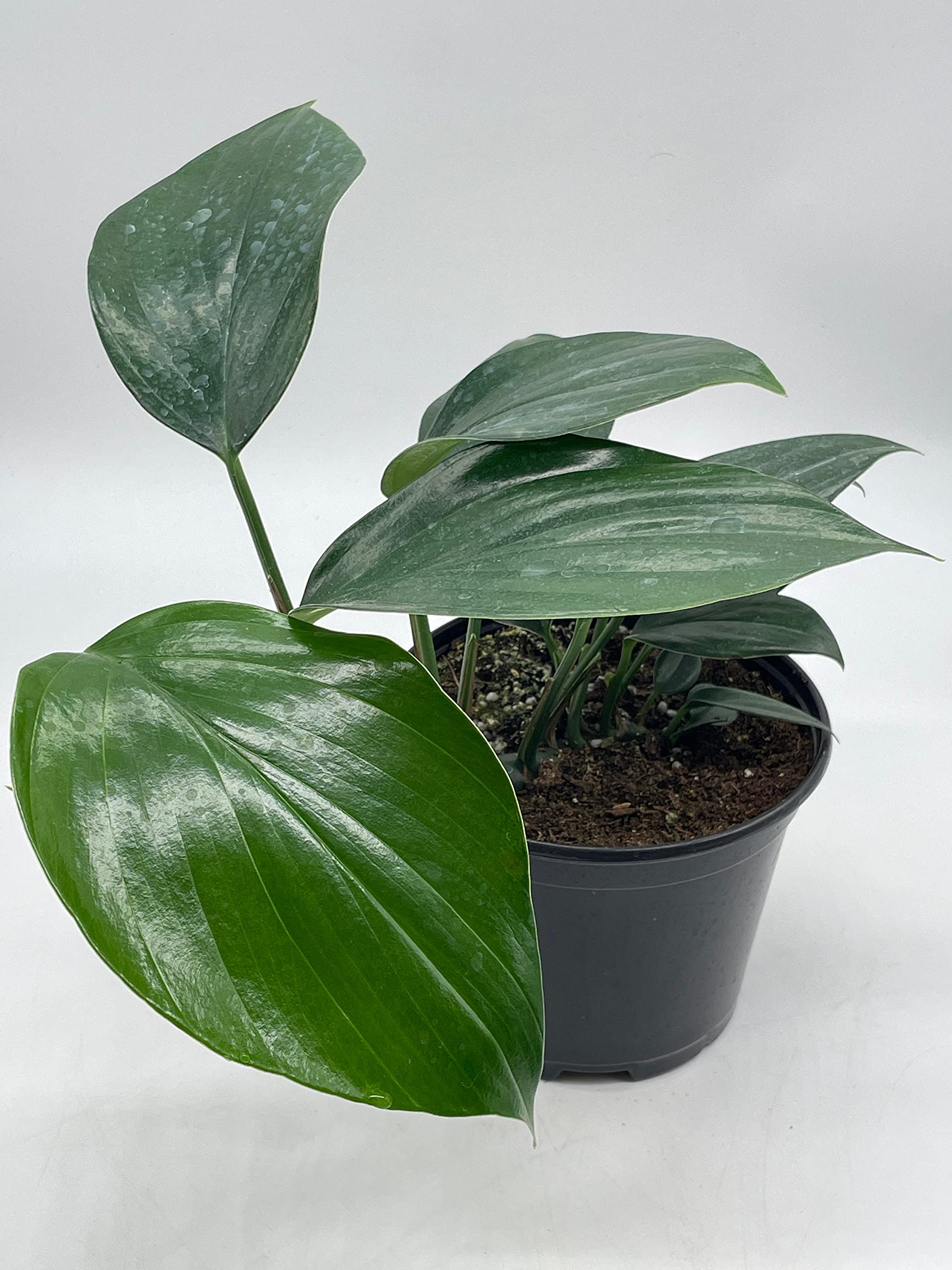 BubbleBlooms Dragon Tail Plant (Rhaphidophora Decursiva) in 6 Inch Pot - Low Light Indoor Houseplant for Home & Office Decor