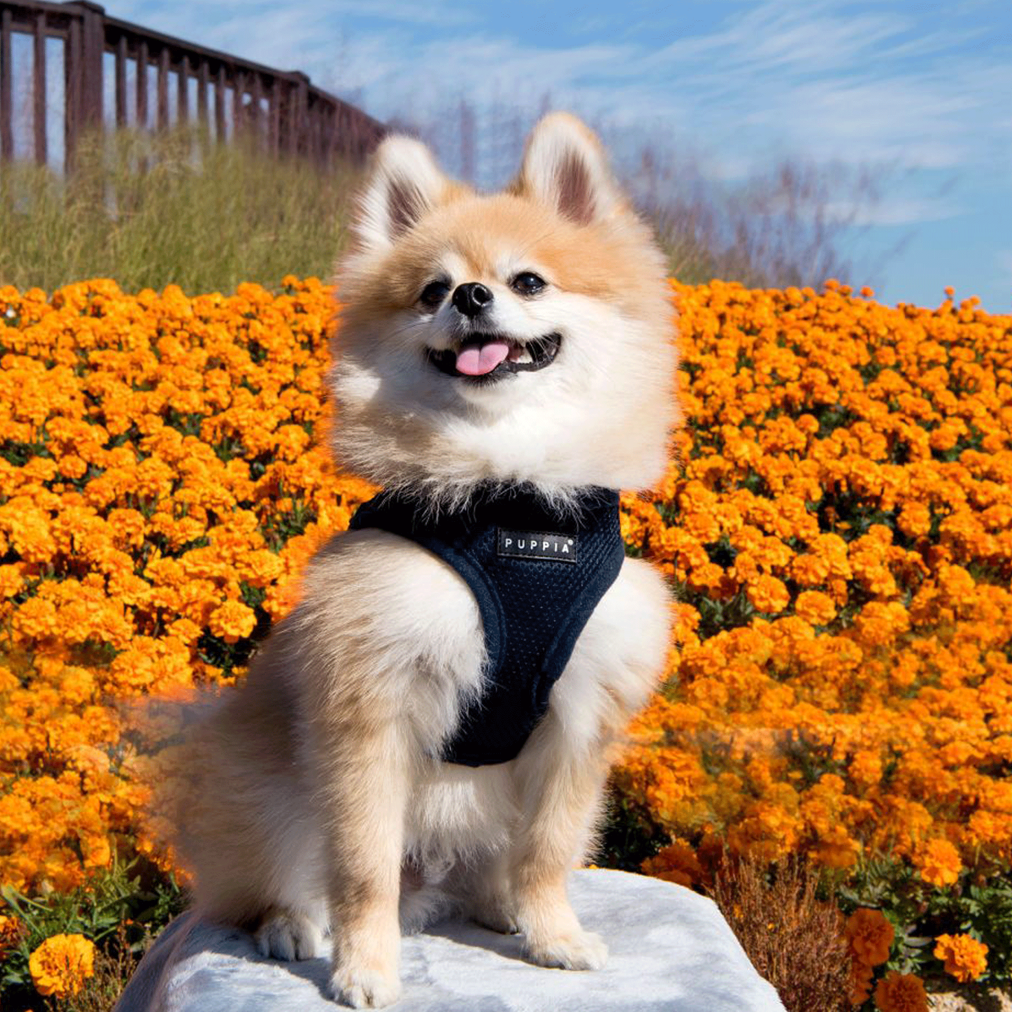 Puppia Navy Soft Step-In Dog Harness Vest - Adjustable Pet Harness for Small & Medium Dogs - Comfortable & Secure for Walking, Training & Outdoor Adventures