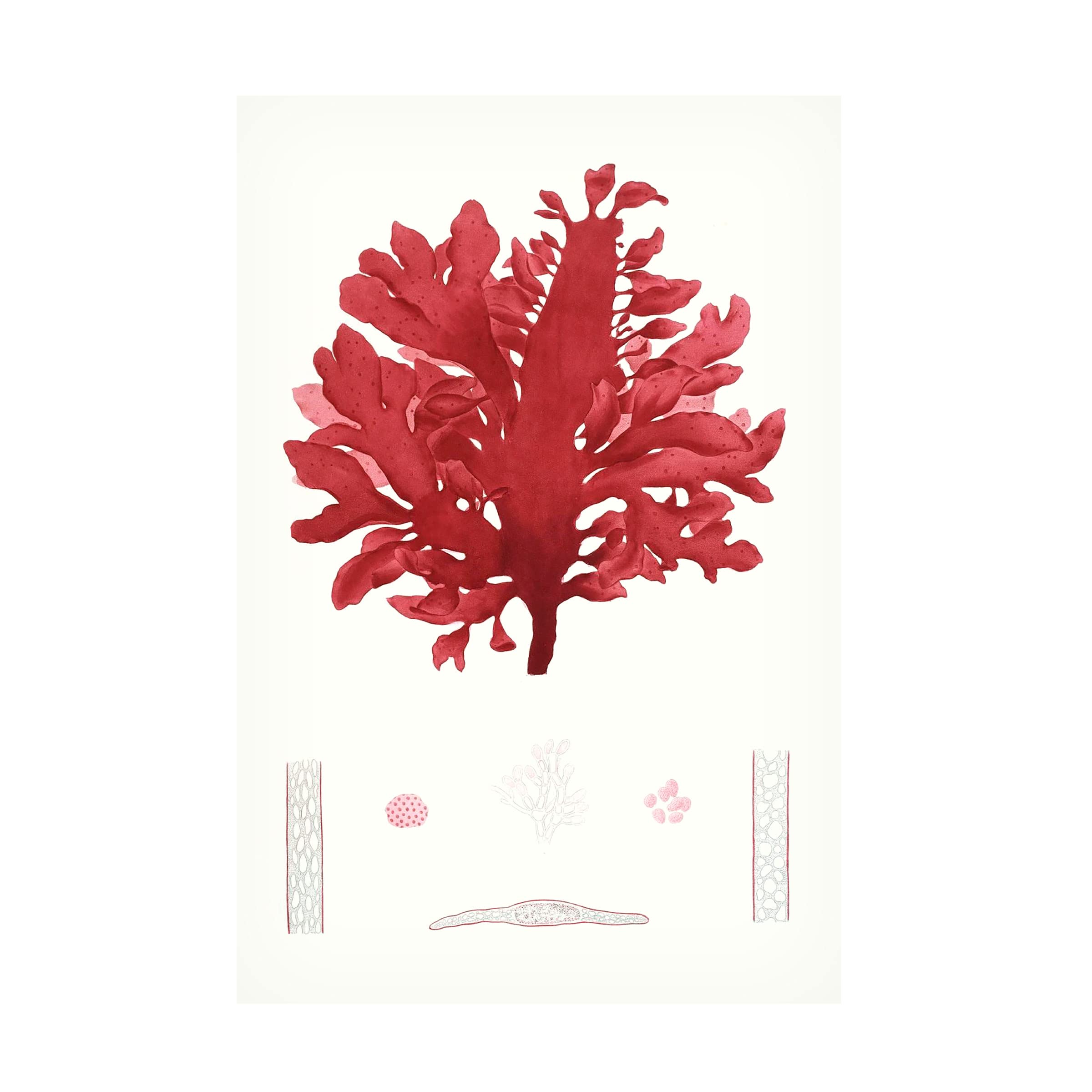 Striking Seaweed I Canvas Wall Art Print by Vision Studio - Modern Coastal Home Decor for Living Room, Bedroom & Office