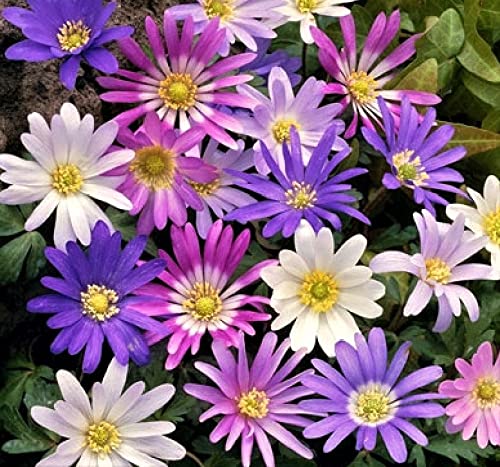 3 Pack Beautiful Border Flowers - Anemone Blanda Color Mix Bulbs for Spring Garden Planting, Borders & Containers