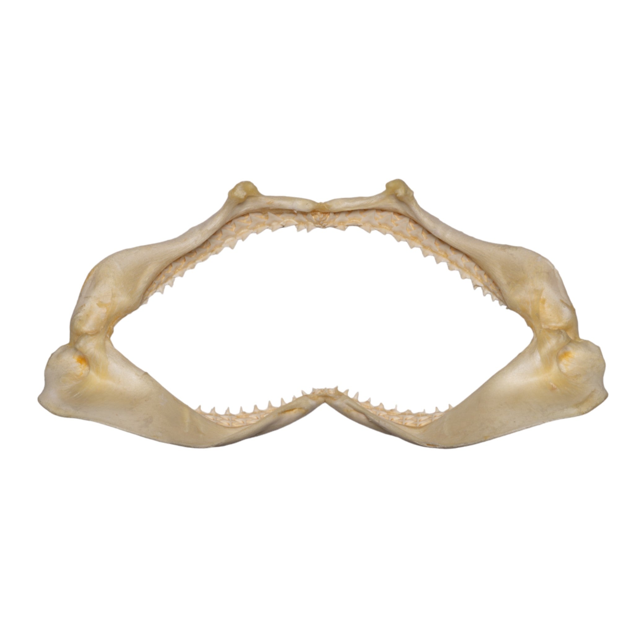 Authentic Silky Shark Jaw - 7.1 Inches - Perfect for Marine Biology Study, Home Decor & Unique Gift for Shark Lovers