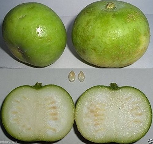 Tinda Gourd Seeds (5 Pack) - Also Known as Apple Gourd or Indian Baby Pumpkin - Open Pollinated - Perfect for Home Gardening and Organic Farming