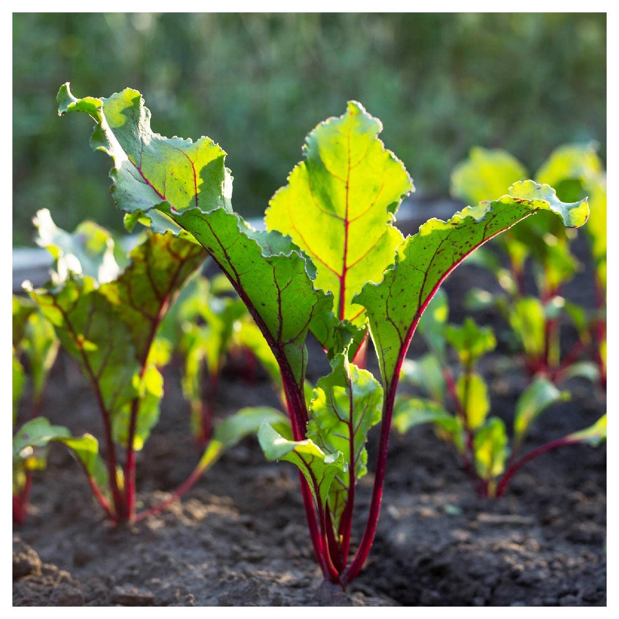 Organic Bull's Blood Beet Seeds - Gold Vault Packet for Home Gardening