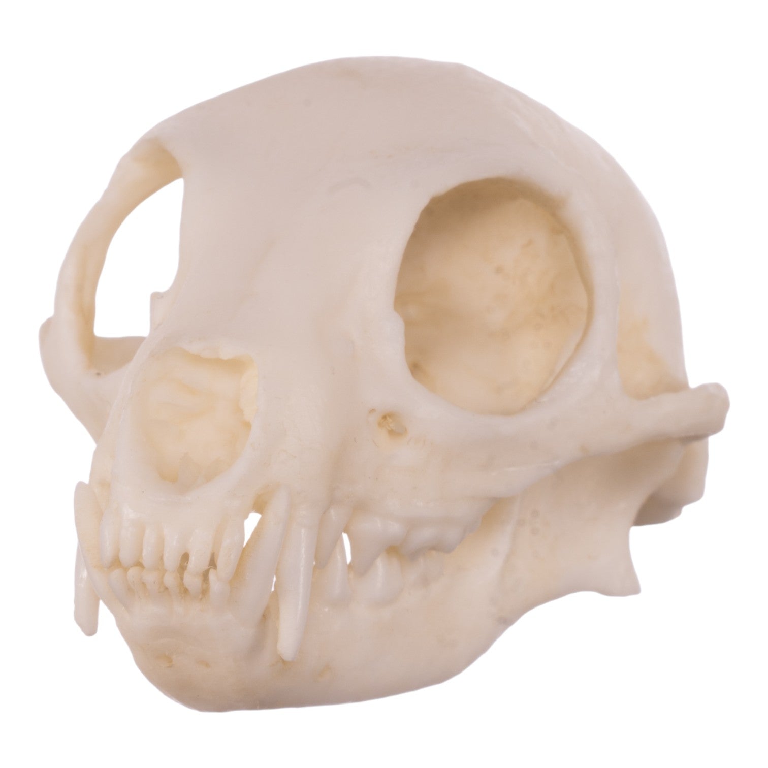 Authentic Replica Meerkat Skull - High-Quality Animal Skull Model for Science Education, Home Decor & Halloween Props