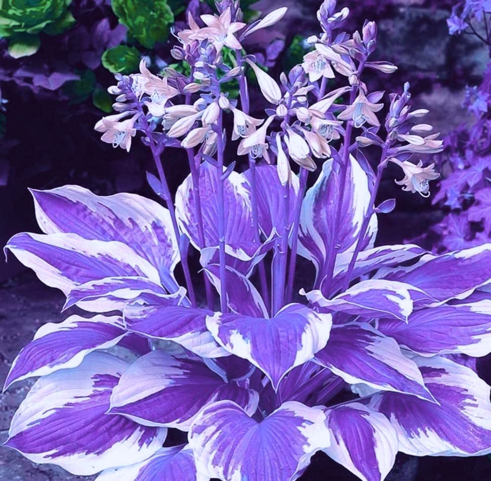 Hosta Perennial Plants - 5 Bulbs for Year-Round Planting, Easy to Grow in Pots & Gardens | Perfect Flowering Plant Gift for Home, Office & Outdoor Landscaping
