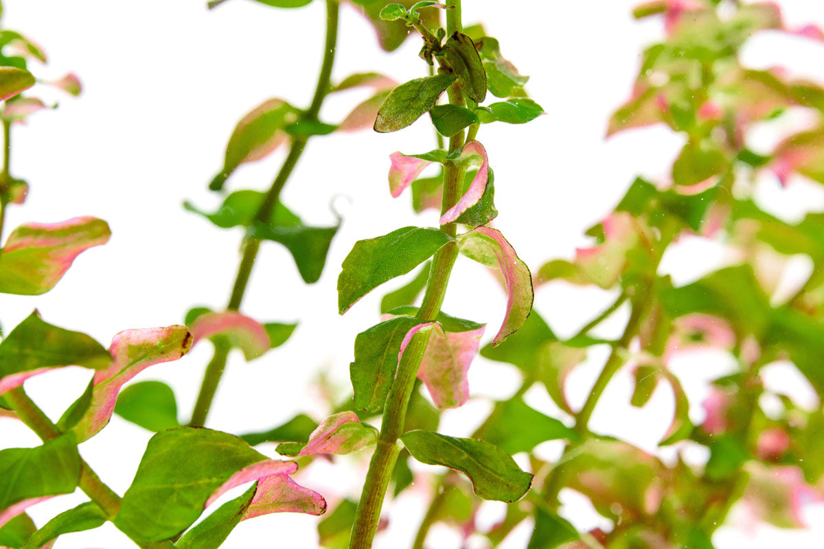 Rotala Sp. Pearl - Live Aquarium Plants for Freshwater Fish Tanks | Perfect for Aquascaping, Nano Tanks & Shrimp Habitats