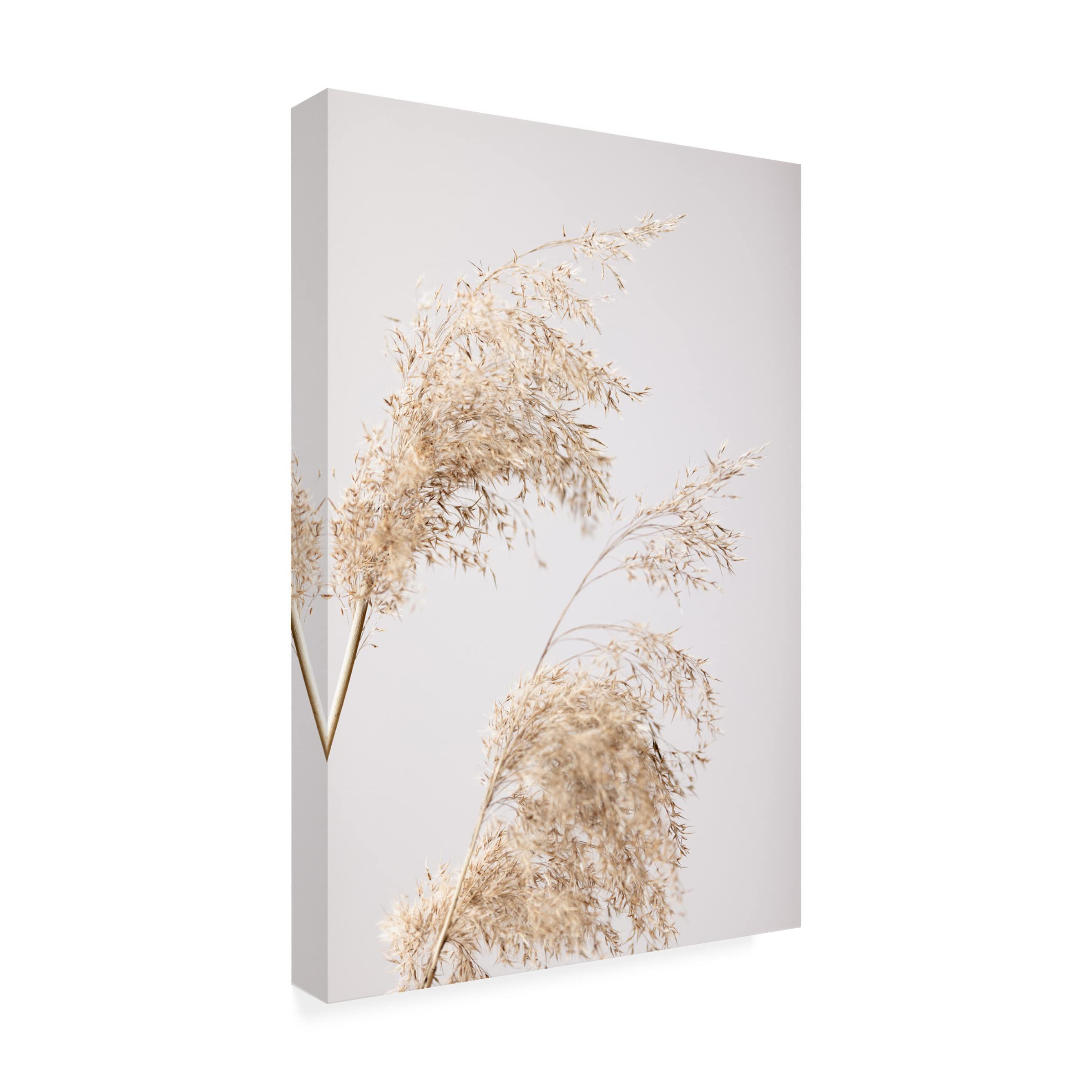 Trademark Fine Art 'Reed Grass Grey 06' Canvas Wall Art Print - Modern Nature Landscape Painting for Living Room, Bedroom & Office Decor