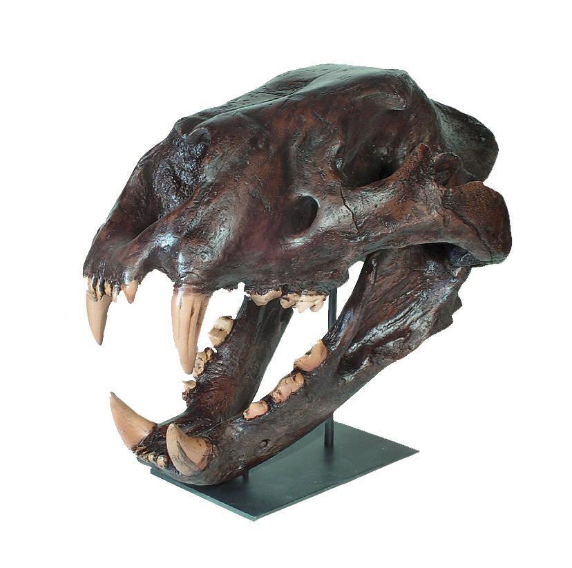 Authentic Replica American Lion Skull (Felis atrox) - Premium Museum-Quality Fossil for Home Decor, Education & Paleontology Enthusiasts - Perfect for Science Classrooms, Office Displays & Collector Showcases