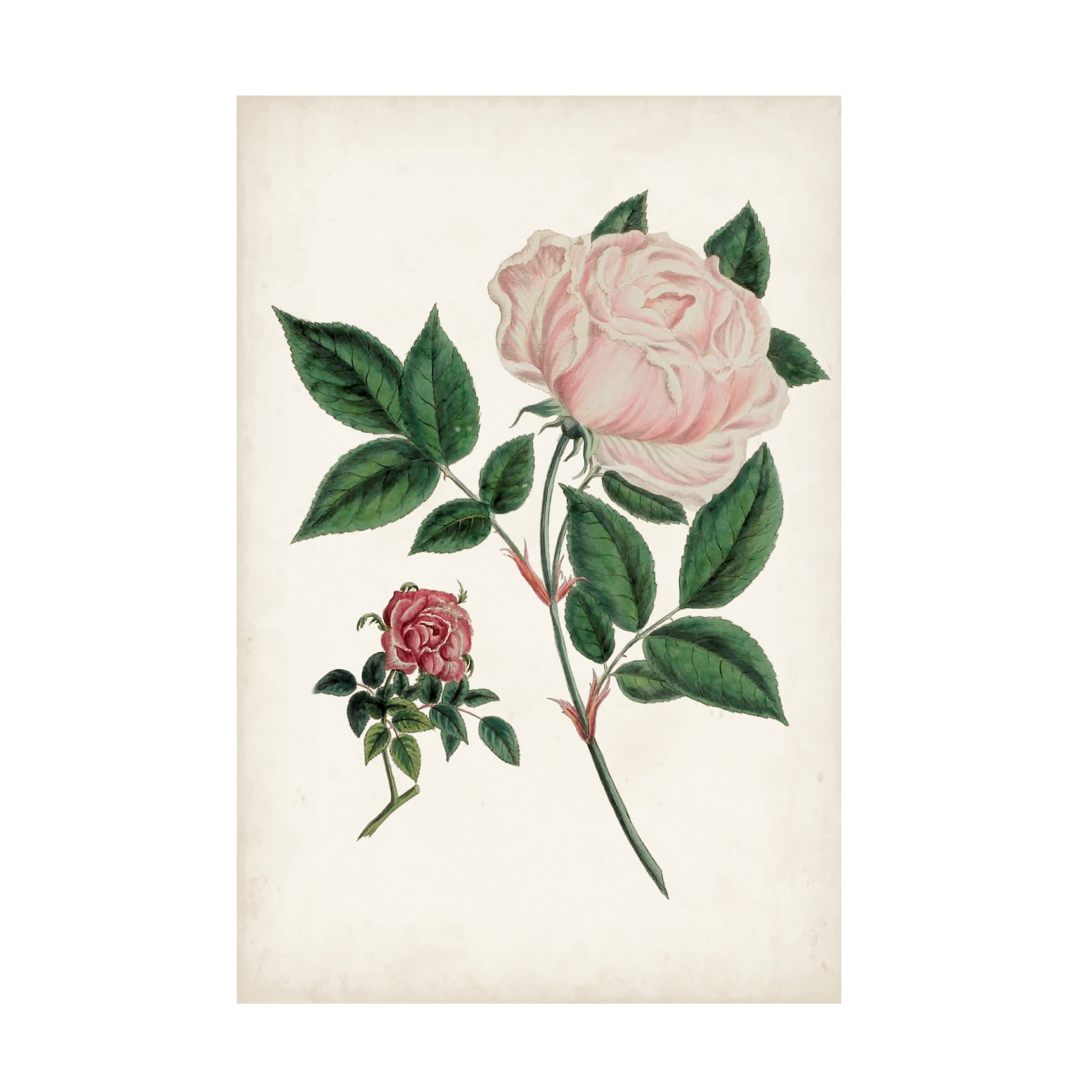 Vintage Rose Clippings I Canvas Wall Art Print by Vision Studio - Floral Botanical Home Decor for Living Room, Bedroom & Office