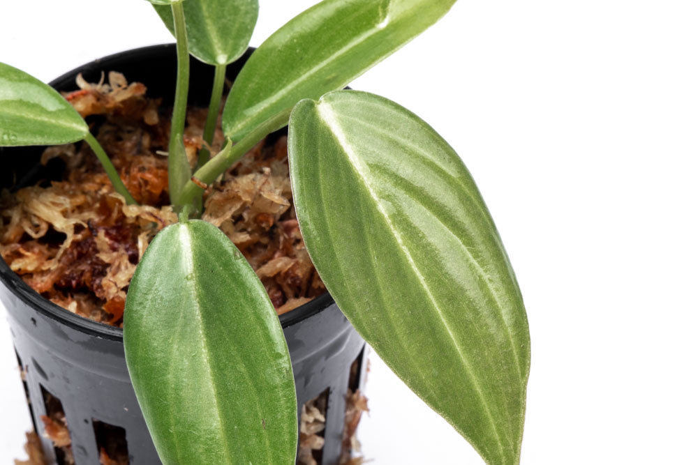 Philodendron Gigas Bare Root Plant - Rare Tropical Houseplant for Indoor Decor & Gardening | Perfect for Home, Office, or Greenhouse