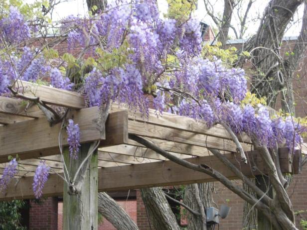 American Wisteria