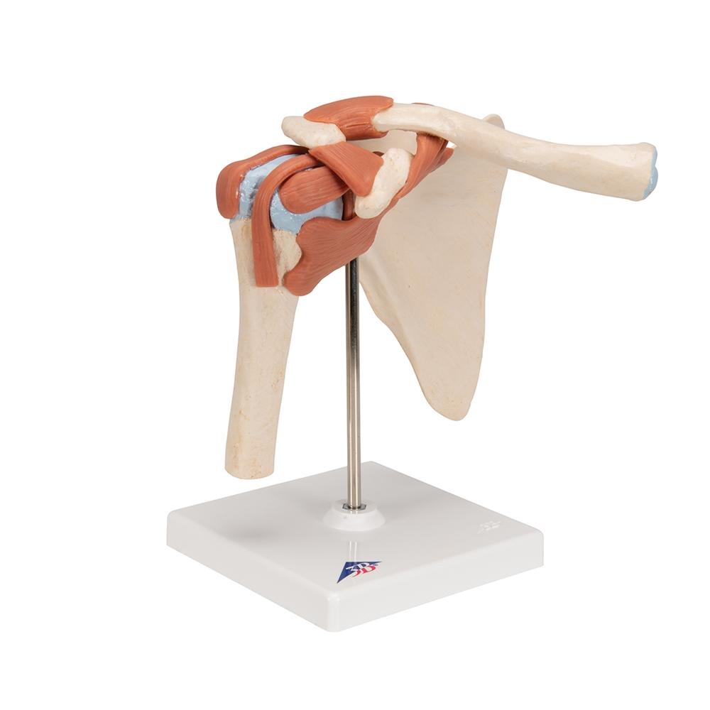 Premium Shoulder Joint Model - Anatomically Accurate Medical & Educational Tool for Students, Doctors & Physical Therapists - Perfect for Classroom, Clinic & Home Study