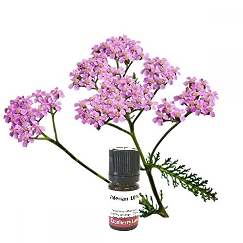Organic Valerian Root 10% Extract in Jojoba Oil - 250ml Bottle for Natural Sleep Support, Stress Relief & Relaxation - Perfect for Aromatherapy, Massage & DIY Skincare