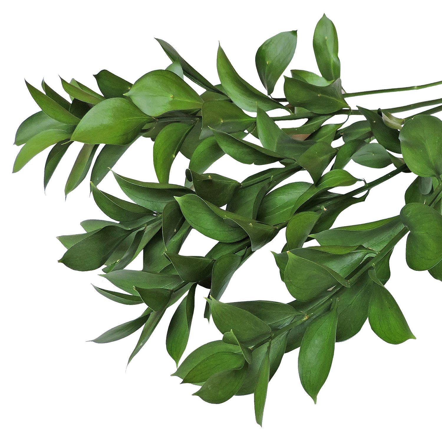 Fresh Natural Israeli Ruscus Greens - 100 Stems Bulk Wholesale | Premium Wedding Bouquet Floral Decor, Table Centerpieces & Home Decoration
