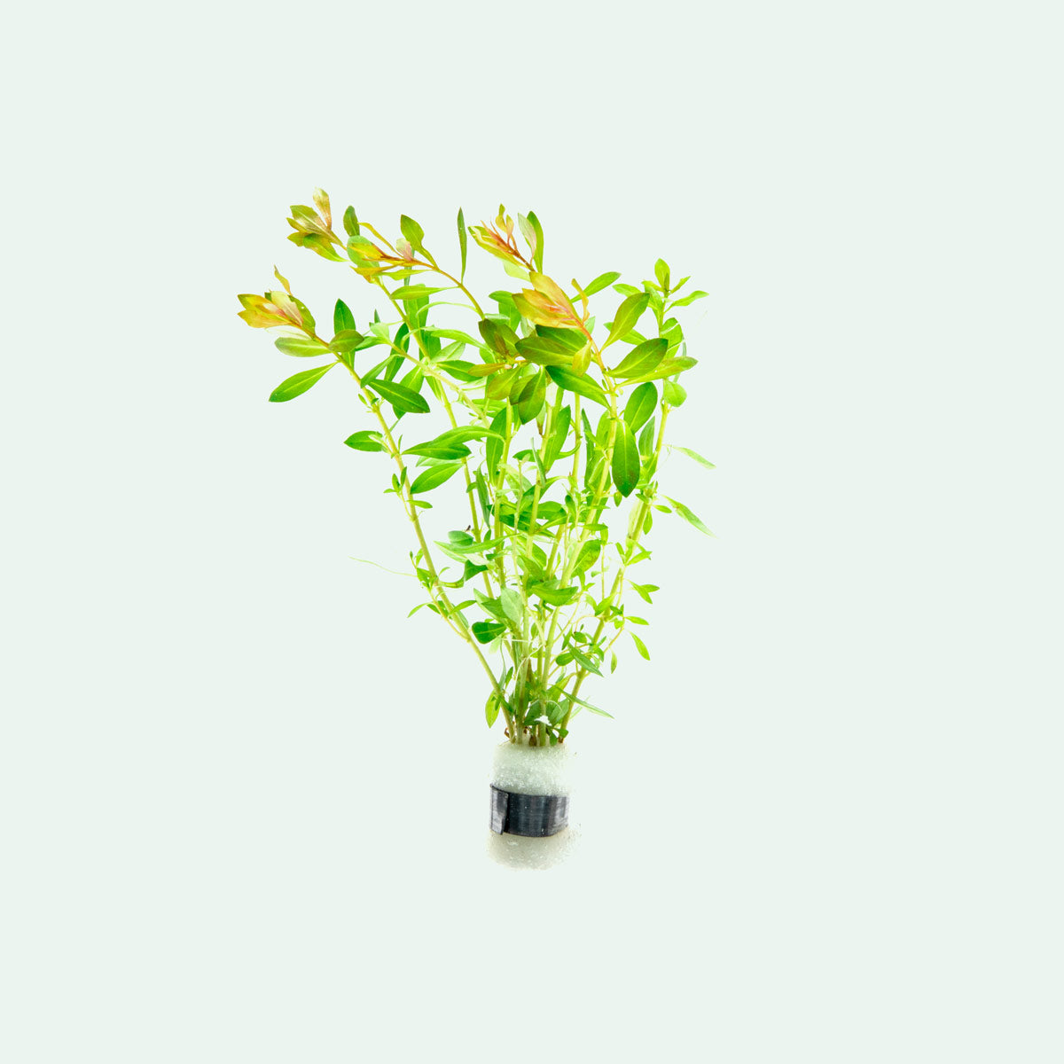 Ludwigia Crystal Red - Live Aquatic Plant for Aquariums & Fish Tanks | Easy Care Freshwater Plant for Aquascaping & Water Gardens | Perfect for Beginners & Planted Tanks