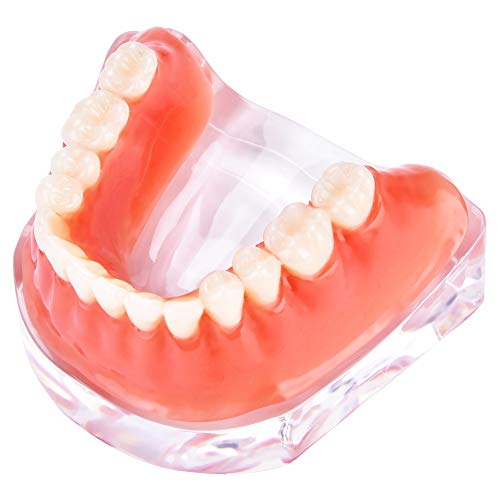 Realistic Simulation Teeth Model - Durable Plastic Dental Training Aid with Acrylic Jaw Base | Perfect for Dental Students, Classroom Teaching & Professional Practice | Compact & Lightweight Design for Easy Demonstration