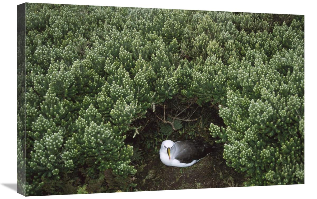 Yellow-Nosed Albatross Nesting Under Island Cape Myrtle Tristan da Cunha Canvas Wall Art Print 30x20 Inches - Nature Wildlife Home Decor for Living Room, Bedroom & Office