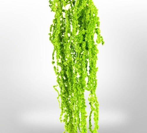 Dried Amaranthus Flowers for Home Decor | Natural Preserved Floral Arrangements | Perfect for Wedding, Party & DIY Crafts