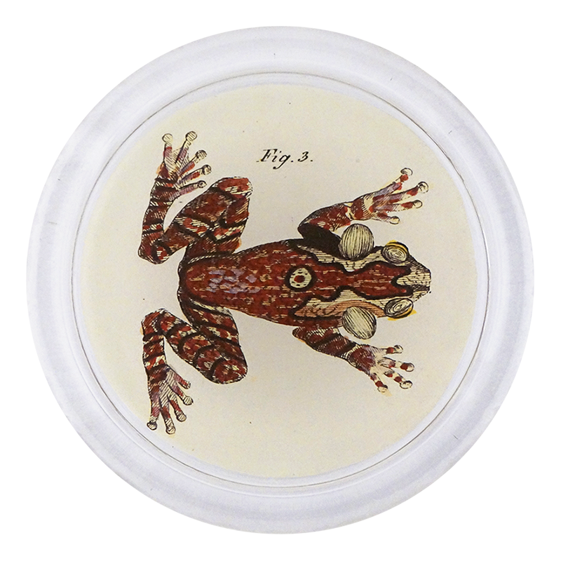 4C Amphibian Figurine Set - 3 Piece PNG Collection for Collectors & Decor | Perfect for Home Display, Office Decor, and Gift Giving