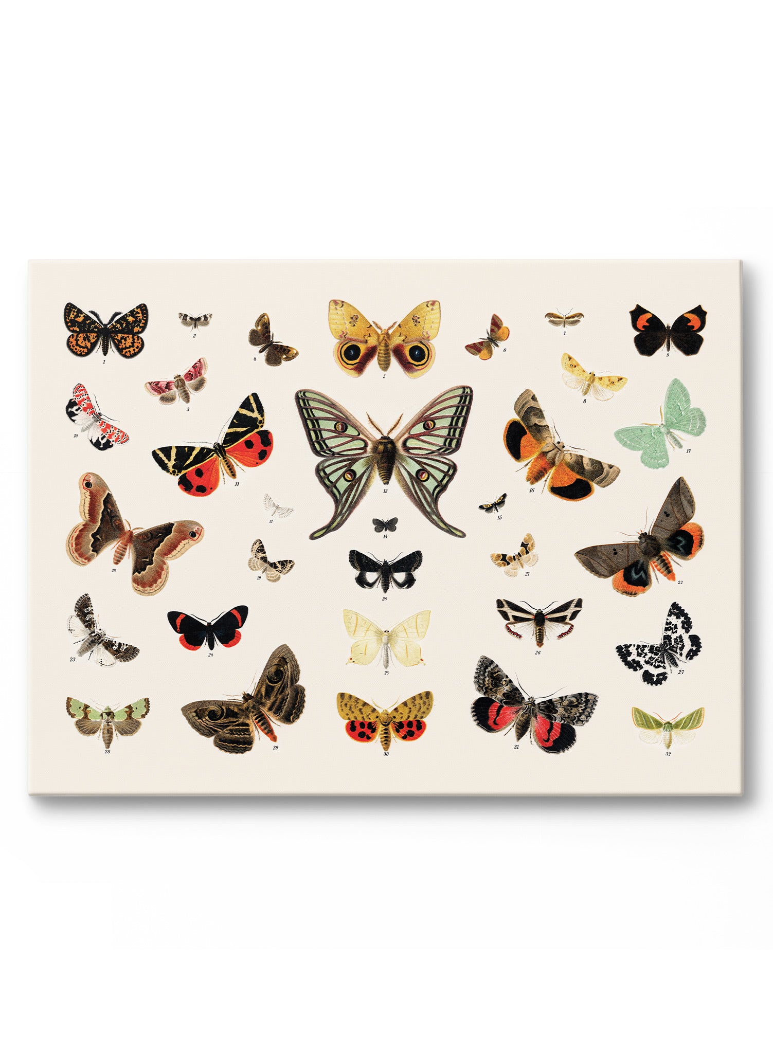 Butterflies in Flight Wall Art Poster - Vibrant Butterfly Decor for Home, Office & Nursery - Perfect for Nature Lovers & Room Decoration