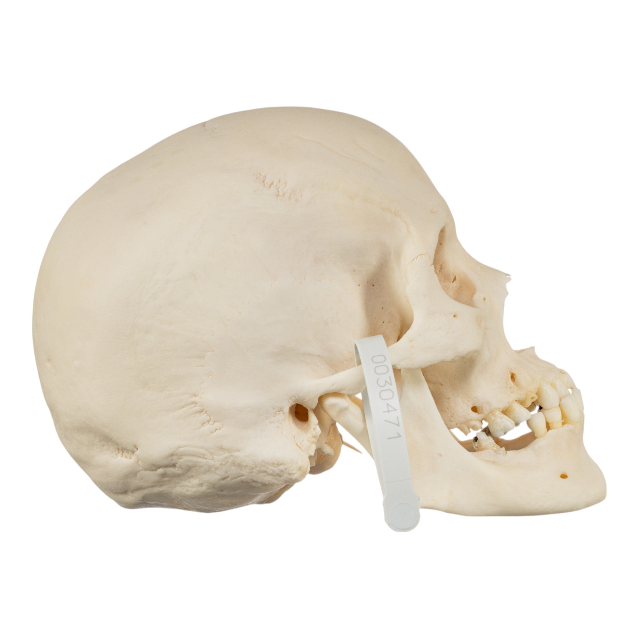 Premium Disarticulated Human Skeleton Model for Medical Education & Research | Anatomical Study, Classroom Demonstration & Laboratory Use