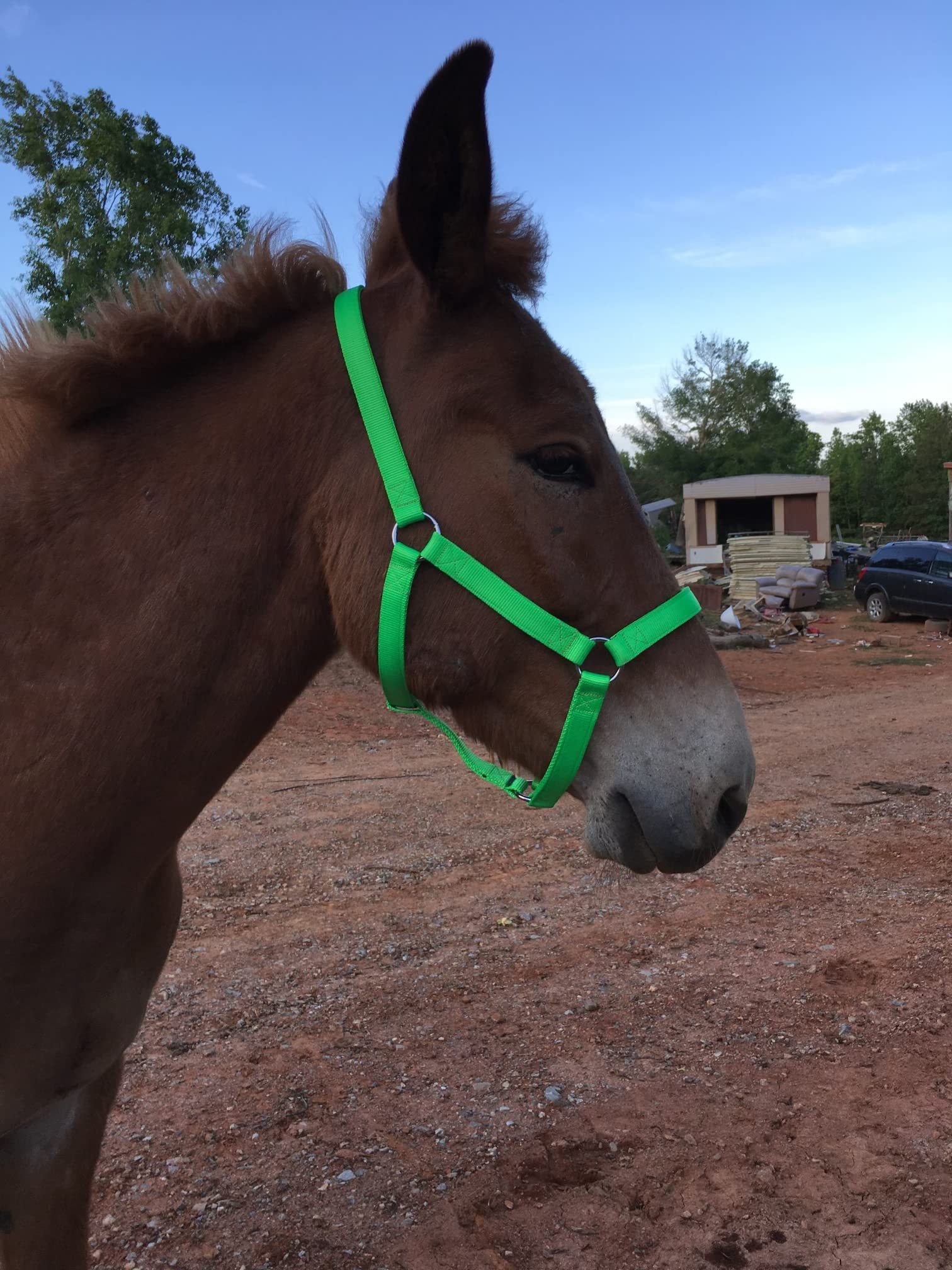 USA Made Draft Horse Halter - 3-Ply Durable Purple for Heavy Work