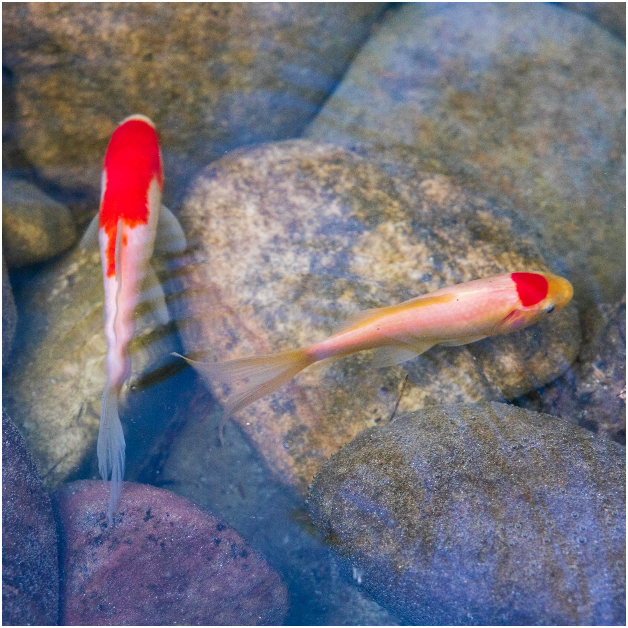 Live Goldfish Mix for Ponds - 10 Pack of 3-5