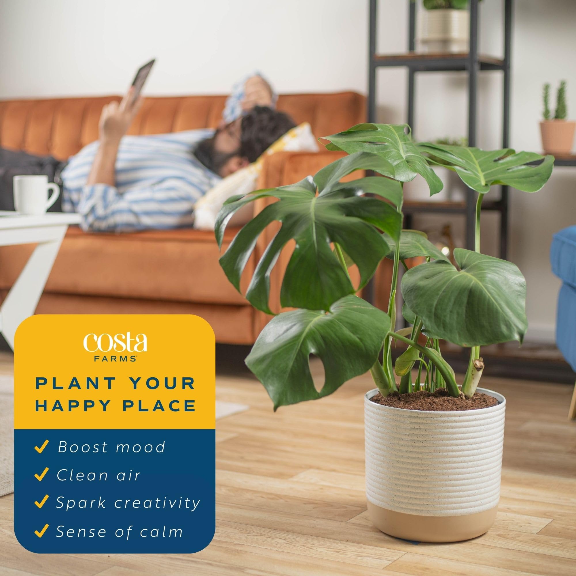Costa Farms Monstera Deliciosa Swiss Cheese Plant - Live Indoor Houseplant, Easy Care Split Leaf Philodendron in Decorative Pot, Perfect for Home, Office & Room Decor (2-3 Feet Tall) - Ideal for Housewarming Gifts & Indoor Gardening Enthusiasts
